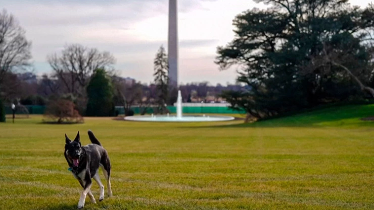 Champ y Major, los dos perritos del presidente Joe Biden, ya pasean por los jardines de la Casa Blanca,