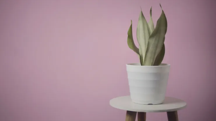 planta interior