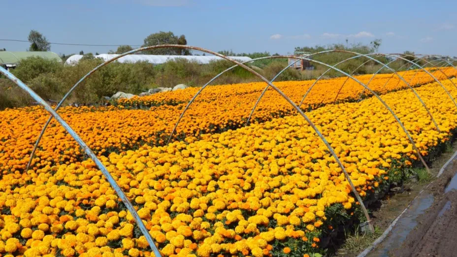 CEMPASÚCHIL_ALCALDÍA XOCHIMILCO.jpg