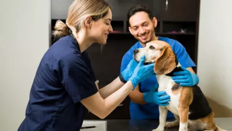 Negligencias médicas en veterinarias de Tijuana son las más atendidas en 2025 ¿Qué dicen expertos?