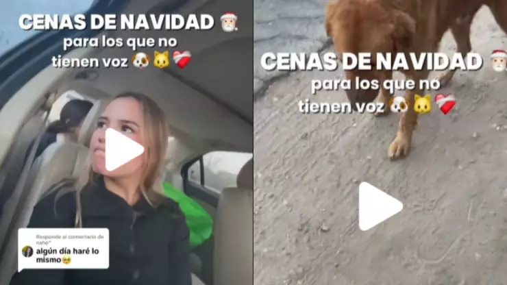 /famosos/tiktoker-es-aplaudida-alimentar-perritos-navidad-pb-notas