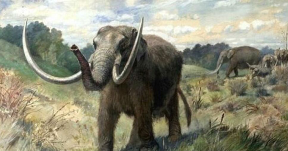 mamut