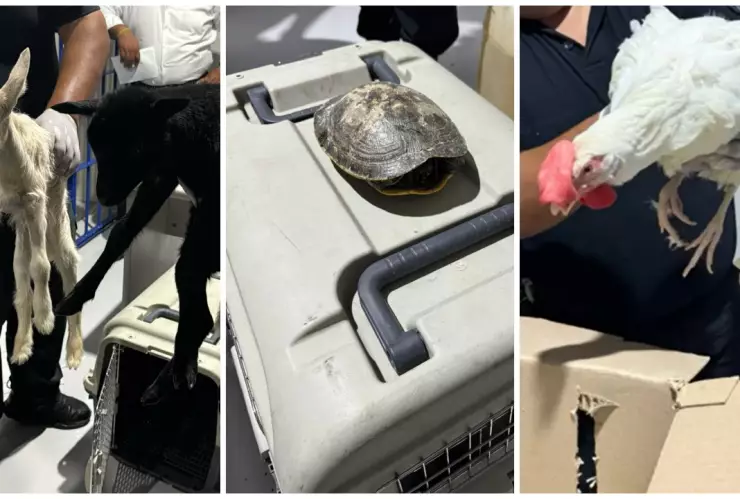 Las especies rescatadas fueron enviadas a un refugio para su atención médica.