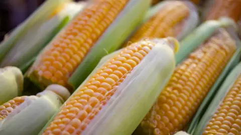VIDEO_ Tiktoker regala ramo de elotes a su novia, ¡las flores pasaron de moda!