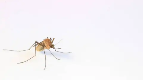 Casos de dengue en México se quintuplican en 2024; así puedes protegerte