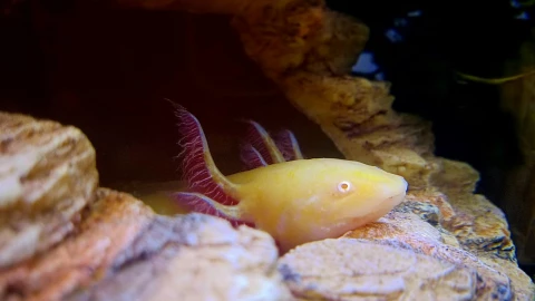 Ajolotes en Xochimilco