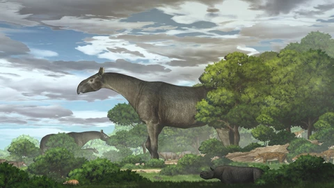 fosiles_rinoceronte_mamifero