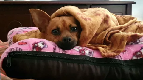 Cuidado de las mascotas ante el frío.jpg