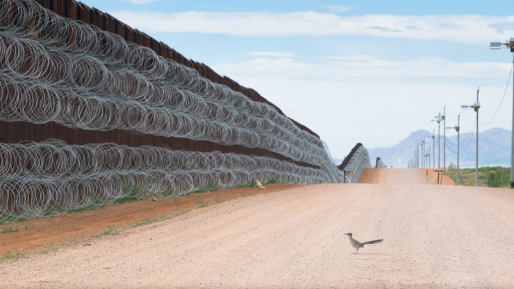 correcaminos-muro.jpg