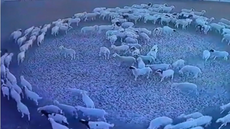 ¡Las ovejas se movieron en círculos! Te explicamos porqué