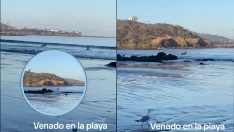 Captan a venado bañándose en playa Cerritos en Mazatlán.