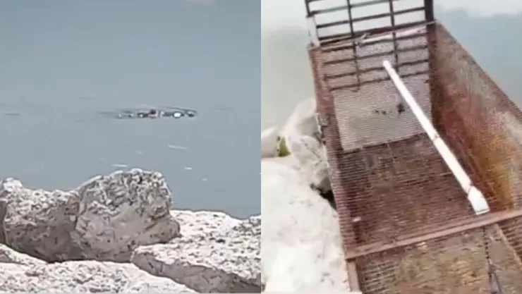 ¡Continúa suelto! Así avanza la búsqueda de un cocodrilo de más de un metro en la presa “La Rucia” en Tonalá