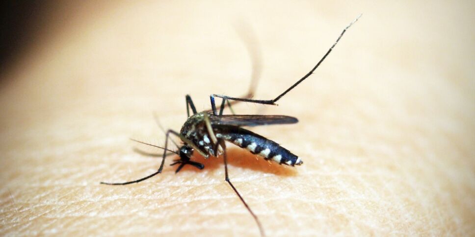 dia internacional mosquito.jpg
