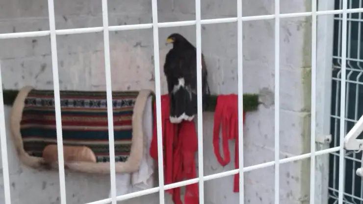 Aguila