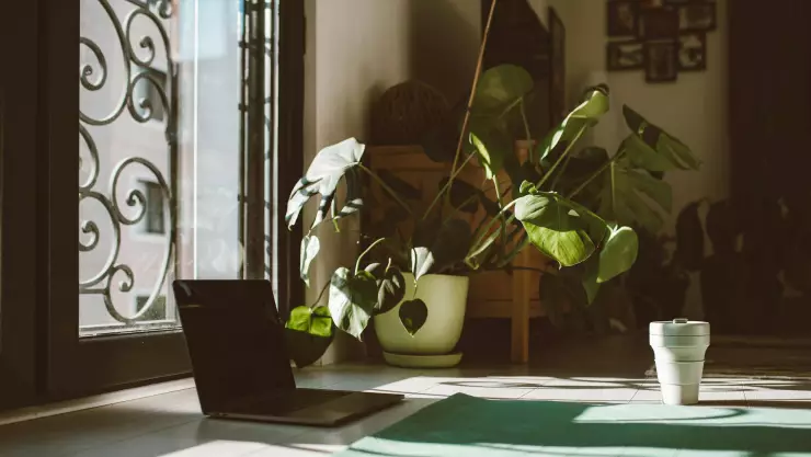 Plantas para temporada de calor