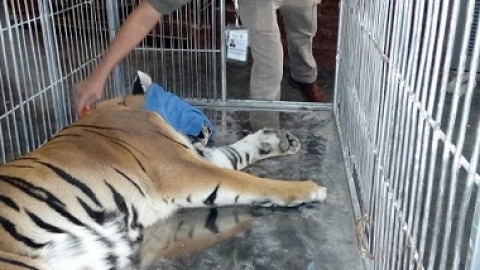 Felinos Juárez