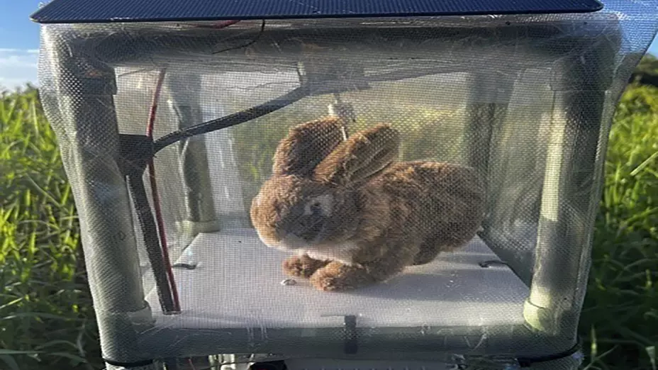 FLORIDA-PITONES-CONEJOS ROBOT