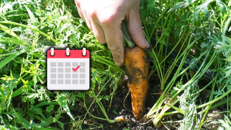 /estilo-de-vida/hortalizas-sembrar-en-septiembre-vegetales/