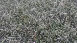 bajas temperaturas en Puebla