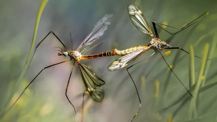 Las cosas que atraen a los zancudos a tu casa