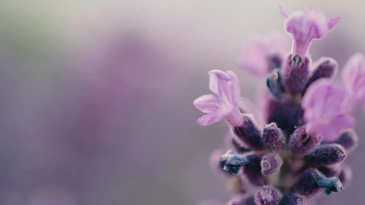 Este el precio hoy 09 de noviembre de las flores moradas en Jalisco