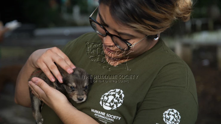 Ayuda de emergencia a animales