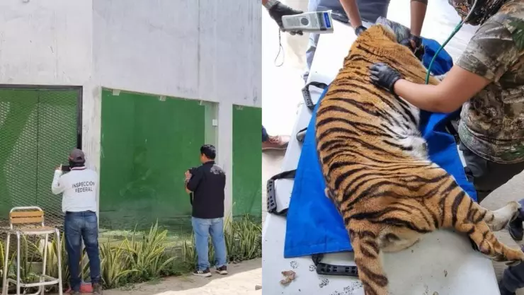Aseguran en Cancún un ejemplar de tigre que fue localizado en un inmueble.jpg