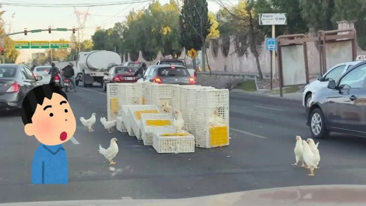 Camión pierde control y deja pollos sueltos en vía pública al oriente de Aguascalientes