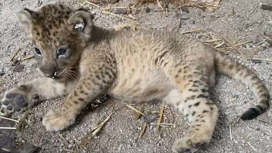 Simba-primer-cahorro-león-por-inseminación-artificial-Singapur.jpg