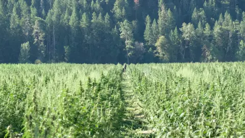 El narcotráfico inició en México luego del “pacto maldito” en la Segunda Guerra Mundial