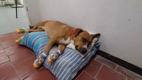 teco perrito rescatado metro cdmx