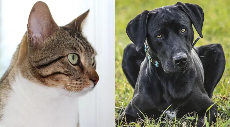 /estilo-de-vida/que-prefieres-perros-o-gatos-psicologia