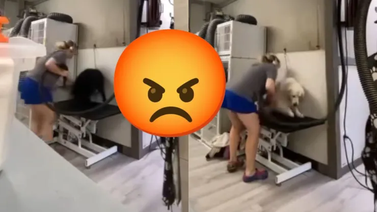 Empleada de estética canina maltrata a perrito