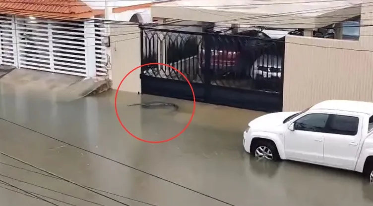 Captan a un cocodrilo nadando en calles inundadas de Ciudad Madero, Tamaulipas