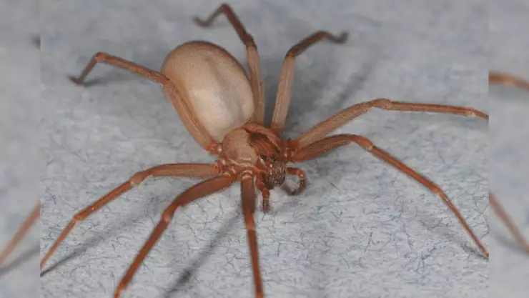 Araña violinista