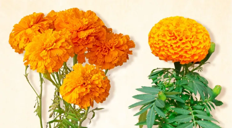 Flor de cempasúchil china y mexicana: diferencias para reconocerlas