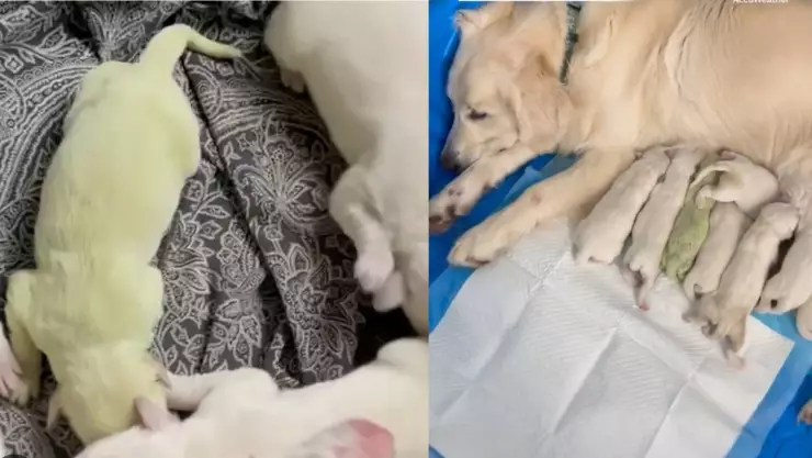 Shamrock, la Golden Retriever verde