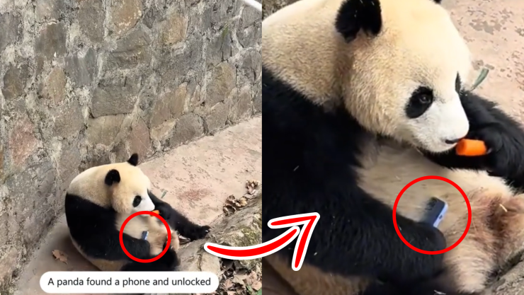 VIDEO_ ¡Ternura! Panda roba celular de visitante y se niega a devolvérselo; así lo abrazó.webp
