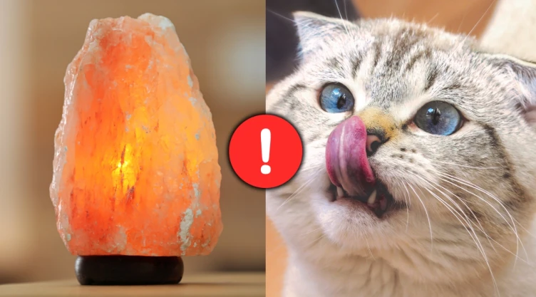 /estilo-de-vida/que-pasa-si-tu-gato-lame-lampara-de-sal