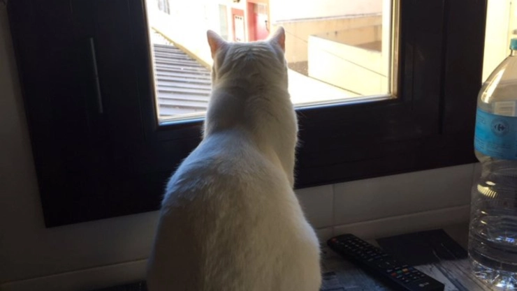 Trucos para que tu gato no se vaya de casa