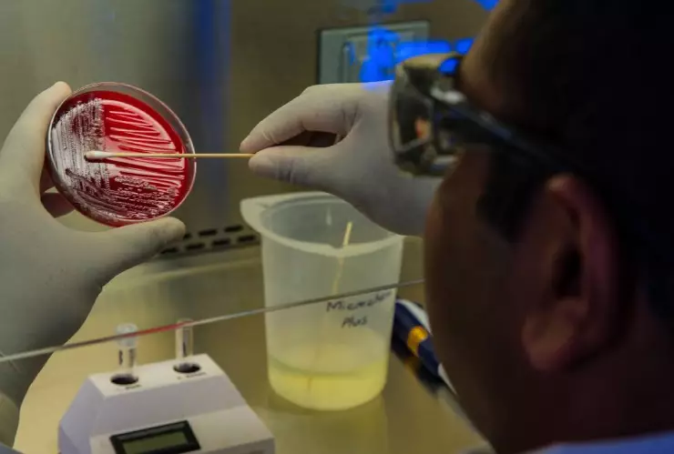 ¿Qué es la bacteria Vibrio vulnificus y por qué le dicen come carne?