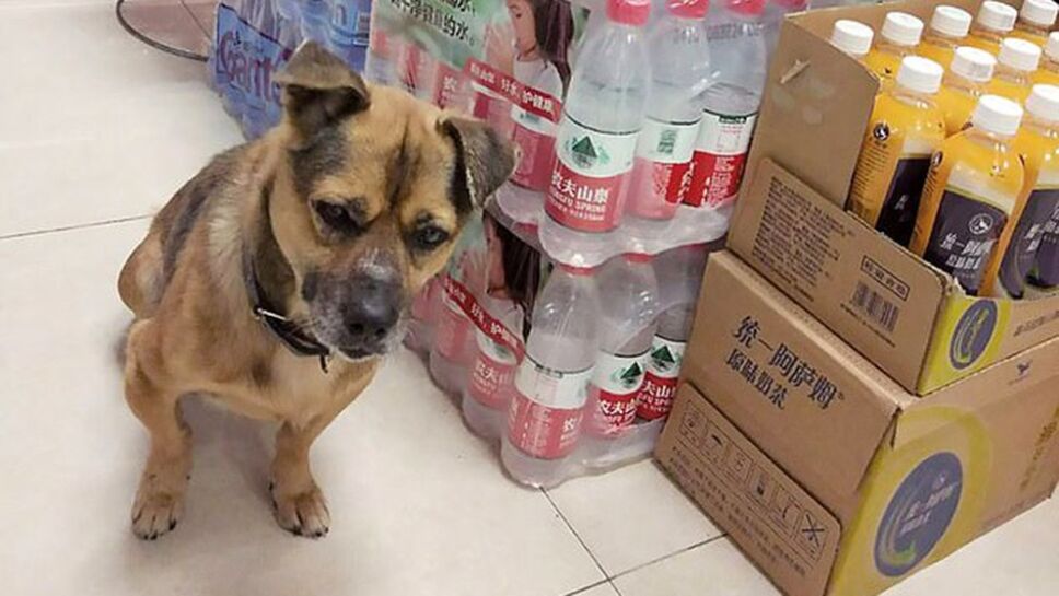 Perrito, dueño, COVID-19.jpg