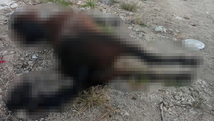 Maltrato animal en Kanasín: ¿Qué se sabe del caballo muerto que fue abandonado en la carretera?