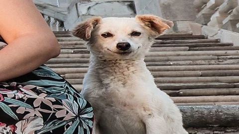 perrito se colo en foto