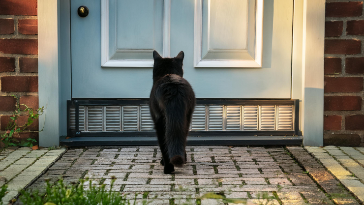 Mitos gato negro casa