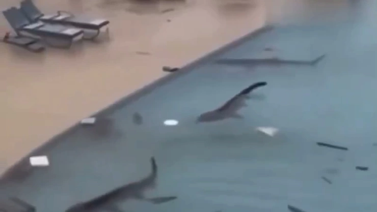 Tiburones en una piscina en hotel de Jamaica 2025 IA.jpg