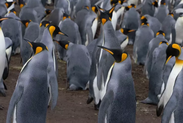 ¡Malas noticias! El pingüino emperador en peligro de extinción a causa del calentamiento global
