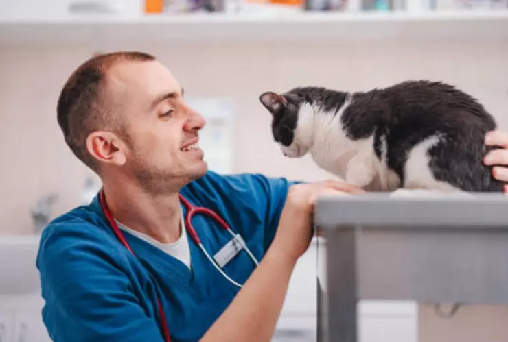 Los expertos han contestado las dudas sobre si es posible que nuestro gato pueda morir por anestesia