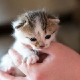 /estilo-de-vida/edad-ideal-gato-ser-adoptado-segun-veterinarios
