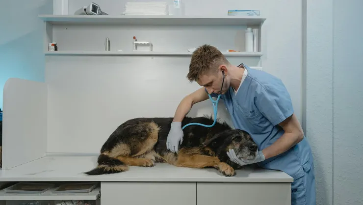 Las 5 enfermedades más comunes en perros: ¿cómo actuar?